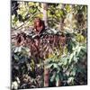 Orangutans in Captivity, Sandakan, Soabah, and Malasia, Town in Br. North Borneo-Co Rentmeester-Mounted Photographic Print