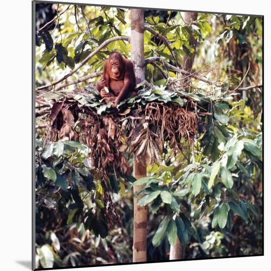 Orangutans in Captivity, Sandakan, Soabah, and Malasia, Town in Br. North Borneo-Co Rentmeester-Mounted Photographic Print