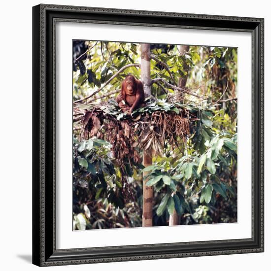 Orangutans in Captivity, Sandakan, Soabah, and Malasia, Town in Br. North Borneo-Co Rentmeester-Framed Photographic Print