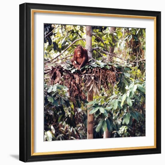 Orangutans in Captivity, Sandakan, Soabah, and Malasia, Town in Br. North Borneo-Co Rentmeester-Framed Photographic Print