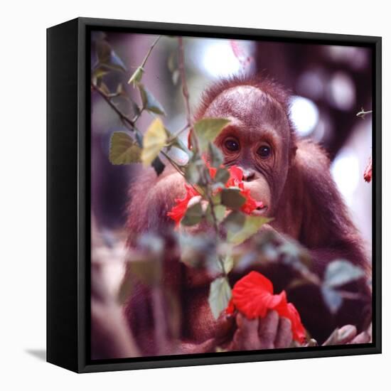 Orangutans in Captivity, Sandakan, Soabah, and Malasia, Town in Br. North Borneo-Co Rentmeester-Framed Premier Image Canvas