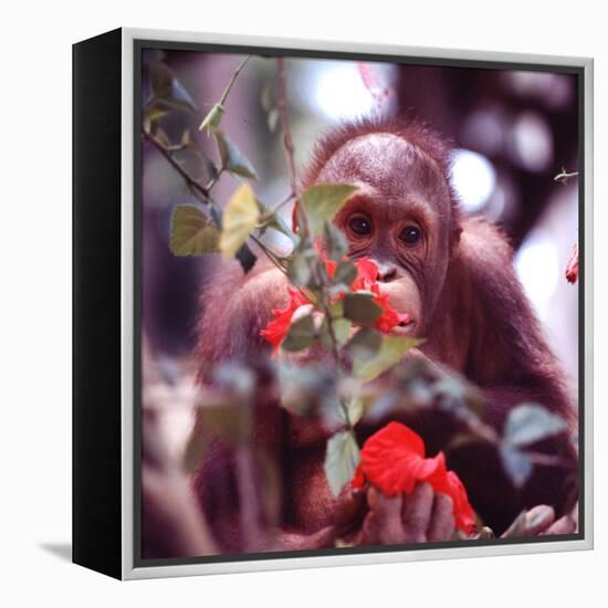 Orangutans in Captivity, Sandakan, Soabah, and Malasia, Town in Br. North Borneo-Co Rentmeester-Framed Premier Image Canvas