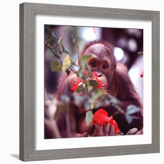 Orangutans in Captivity, Sandakan, Soabah, and Malasia, Town in Br. North Borneo-Co Rentmeester-Framed Photographic Print