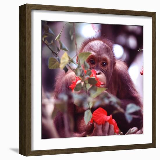 Orangutans in Captivity, Sandakan, Soabah, and Malasia, Town in Br. North Borneo-Co Rentmeester-Framed Photographic Print