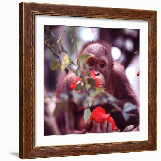 Orangutans in Captivity, Sandakan, Soabah, and Malasia, Town in Br. North Borneo-Co Rentmeester-Framed Photographic Print