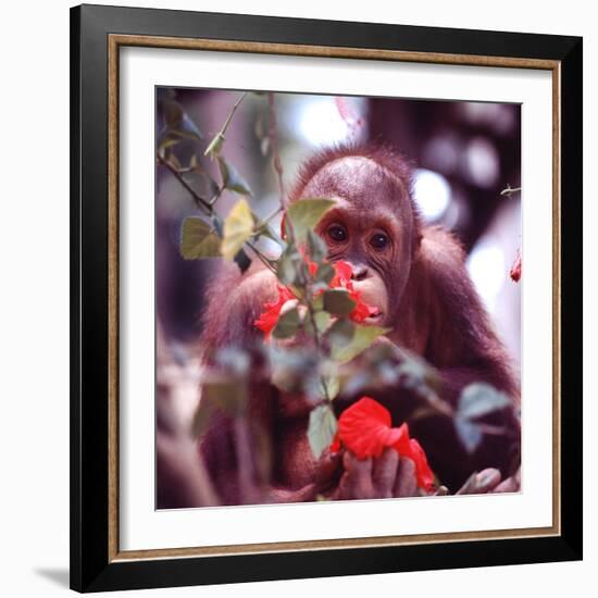 Orangutans in Captivity, Sandakan, Soabah, and Malasia, Town in Br. North Borneo-Co Rentmeester-Framed Photographic Print