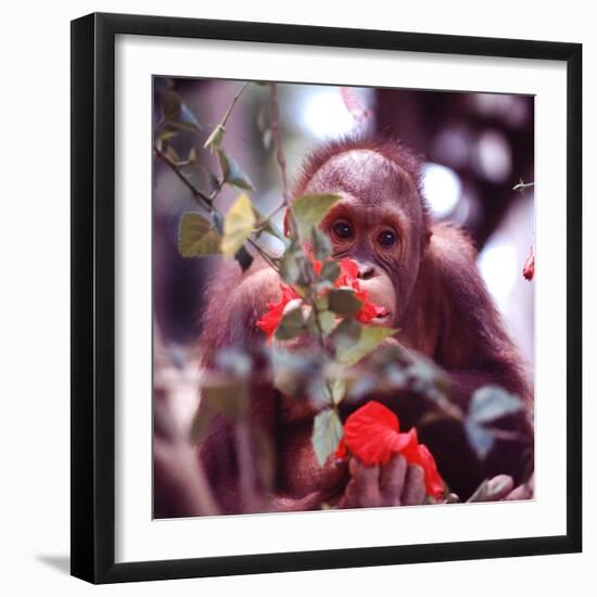 Orangutans in Captivity, Sandakan, Soabah, and Malasia, Town in Br. North Borneo-Co Rentmeester-Framed Photographic Print