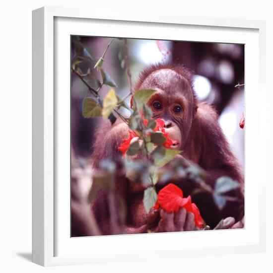 Orangutans in Captivity, Sandakan, Soabah, and Malasia, Town in Br. North Borneo-Co Rentmeester-Framed Photographic Print