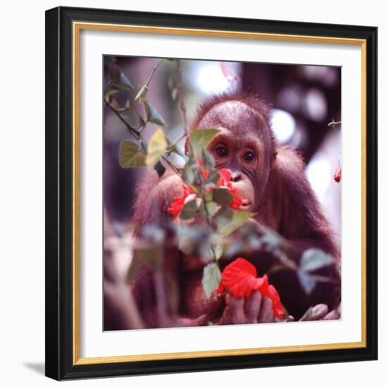 Orangutans in Captivity, Sandakan, Soabah, and Malasia, Town in Br. North Borneo-Co Rentmeester-Framed Photographic Print