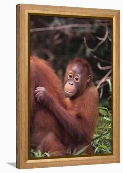 Orangutans-DLILLC-Framed Premier Image Canvas