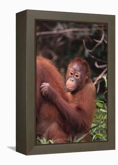 Orangutans-DLILLC-Framed Premier Image Canvas