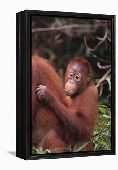 Orangutans-DLILLC-Framed Premier Image Canvas