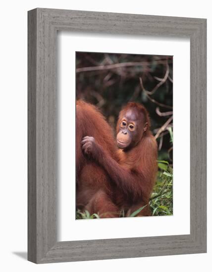 Orangutans-DLILLC-Framed Photographic Print