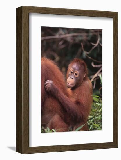 Orangutans-DLILLC-Framed Photographic Print