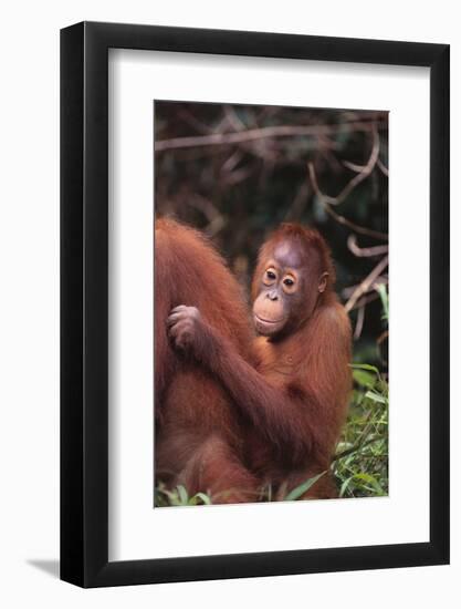 Orangutans-DLILLC-Framed Photographic Print