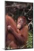 Orangutans-DLILLC-Mounted Photographic Print