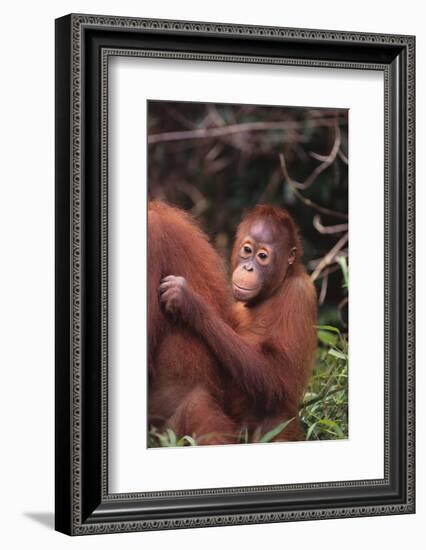 Orangutans-DLILLC-Framed Photographic Print