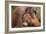 Orangutans-null-Framed Photographic Print