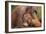 Orangutans-null-Framed Photographic Print