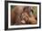 Orangutans-null-Framed Photographic Print