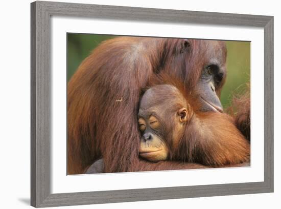 Orangutans-null-Framed Photographic Print