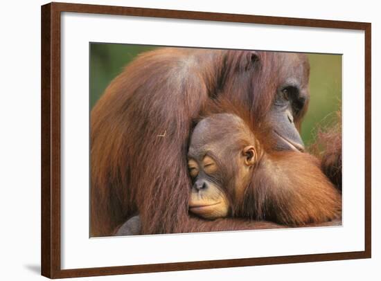 Orangutans-null-Framed Photographic Print
