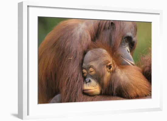 Orangutans-null-Framed Photographic Print