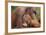 Orangutans-null-Framed Photographic Print