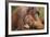 Orangutans-null-Framed Photographic Print