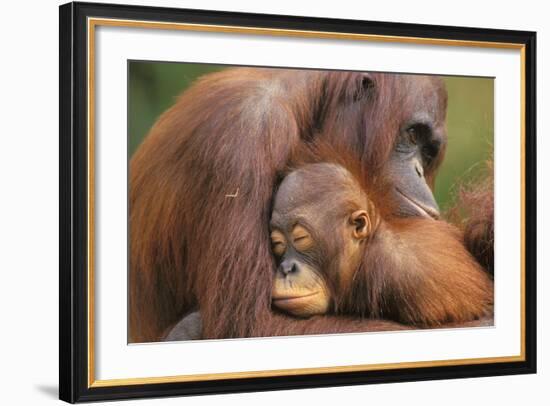 Orangutans-null-Framed Photographic Print