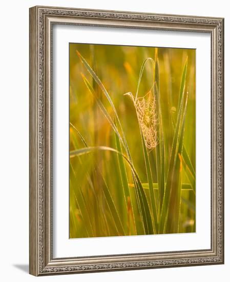 Orb Spider Web Covered in Dew, Huntley Meadows, Fairfax, Virginia, USA-Corey Hilz-Framed Photographic Print