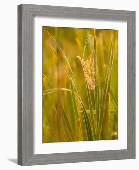 Orb Spider Web Covered in Dew, Huntley Meadows, Fairfax, Virginia, USA-Corey Hilz-Framed Photographic Print