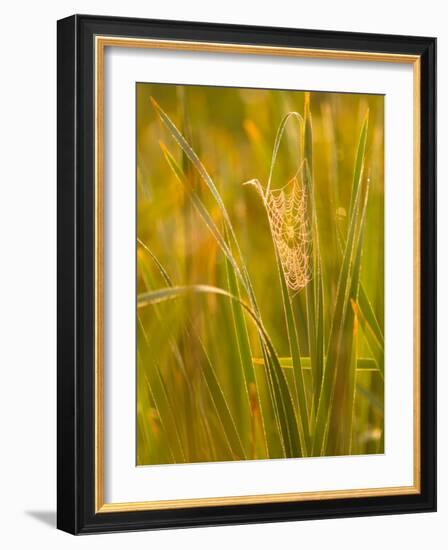 Orb Spider Web Covered in Dew, Huntley Meadows, Fairfax, Virginia, USA-Corey Hilz-Framed Photographic Print