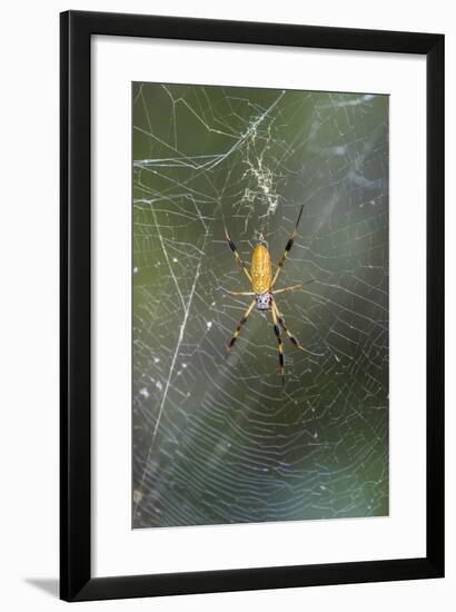 Orb Weaver - Arachnids-Gary Carter-Framed Photographic Print