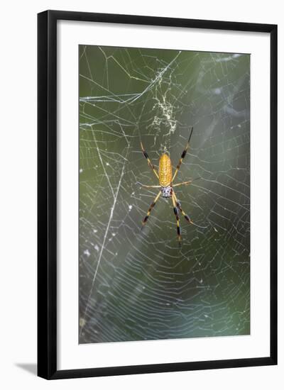 Orb Weaver - Arachnids-Gary Carter-Framed Photographic Print