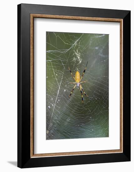 Orb Weaver - Arachnids-Gary Carter-Framed Photographic Print