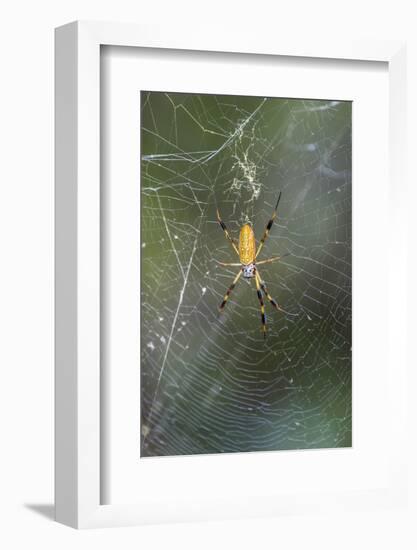 Orb Weaver - Arachnids-Gary Carter-Framed Photographic Print