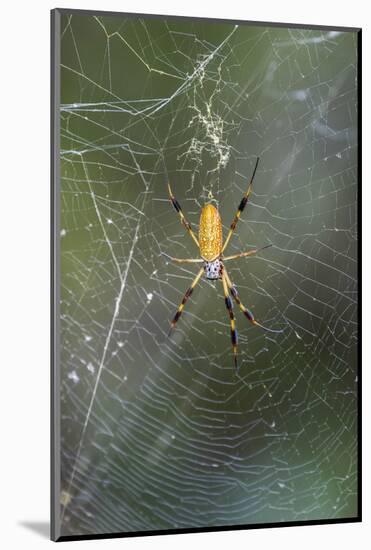 Orb Weaver - Arachnids-Gary Carter-Mounted Photographic Print