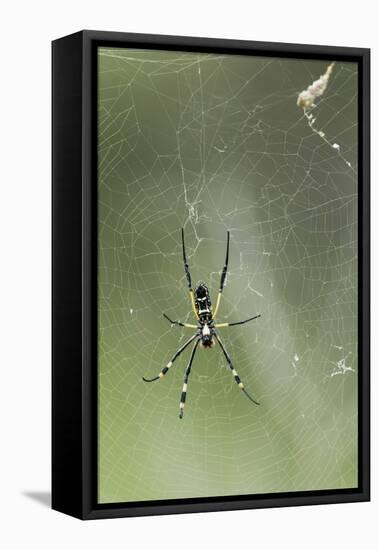 Orb Weaver Spider, Kruger National Park, South Africa-Paul Souders-Framed Premier Image Canvas