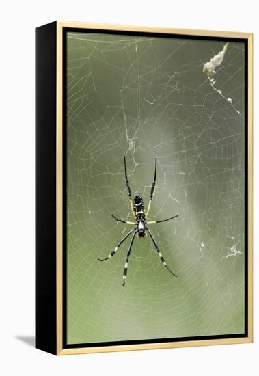 Orb Weaver Spider, Kruger National Park, South Africa-Paul Souders-Framed Premier Image Canvas
