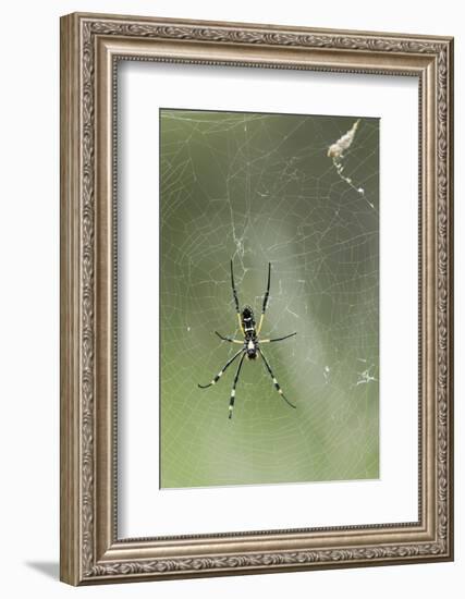 Orb Weaver Spider, Kruger National Park, South Africa-Paul Souders-Framed Photographic Print