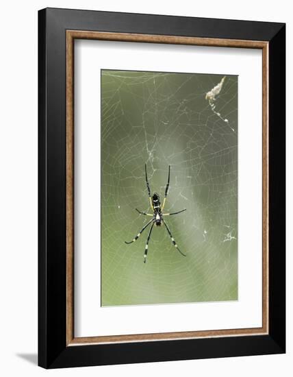 Orb Weaver Spider, Kruger National Park, South Africa-Paul Souders-Framed Photographic Print