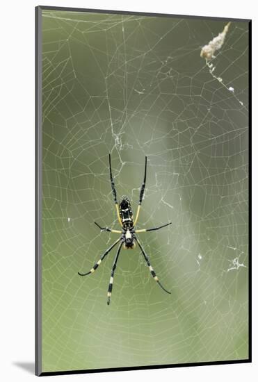 Orb Weaver Spider, Kruger National Park, South Africa-Paul Souders-Mounted Photographic Print