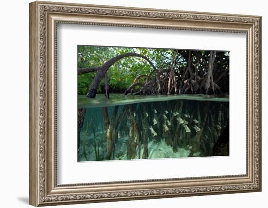 Orbiculate Cardinalfish sheltering amongst mangroves-Tim Laman-Framed Photographic Print