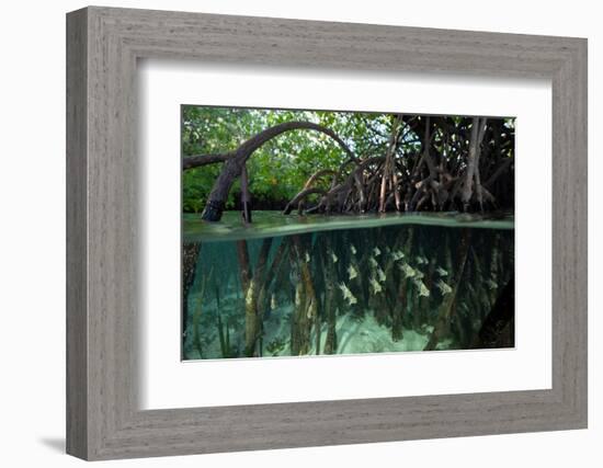 Orbiculate Cardinalfish sheltering amongst mangroves-Tim Laman-Framed Photographic Print