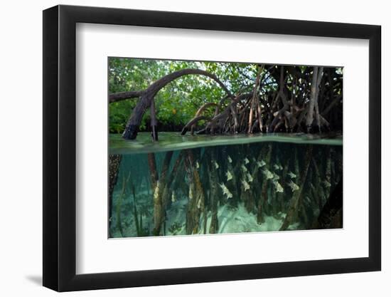 Orbiculate Cardinalfish sheltering amongst mangroves-Tim Laman-Framed Photographic Print