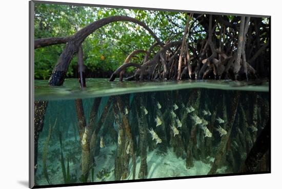 Orbiculate Cardinalfish sheltering amongst mangroves-Tim Laman-Mounted Photographic Print