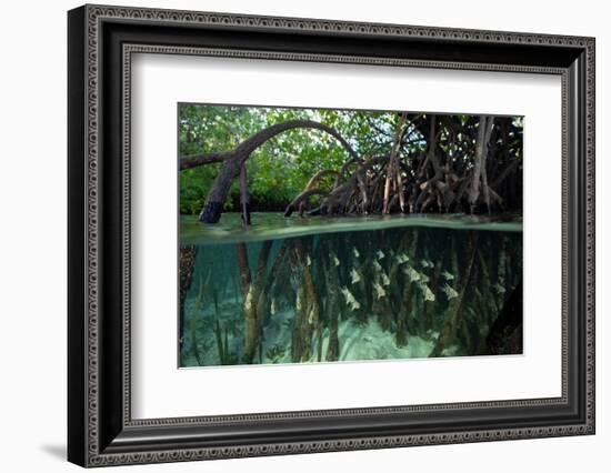 Orbiculate Cardinalfish sheltering amongst mangroves-Tim Laman-Framed Photographic Print