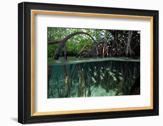 Orbiculate Cardinalfish sheltering amongst mangroves-Tim Laman-Framed Photographic Print