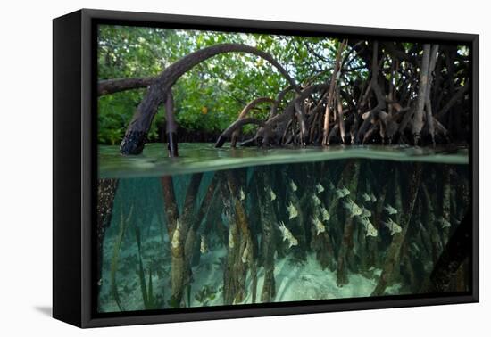 Orbiculate Cardinalfish sheltering amongst mangroves-Tim Laman-Framed Premier Image Canvas